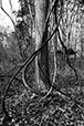 Entwined 33